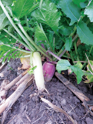 Cover crops 1